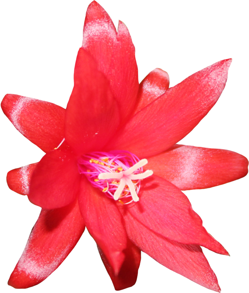 Cactus flower png. Red by thy darkest