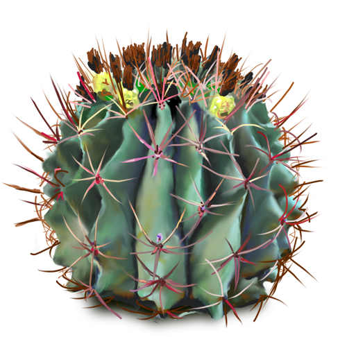 Cactus flower png.  free plants flowers