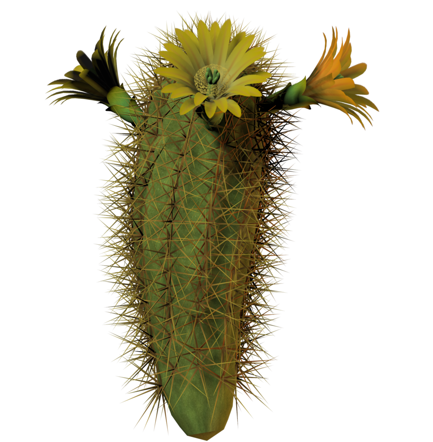 Cactus flower png. Tall by equi vampire