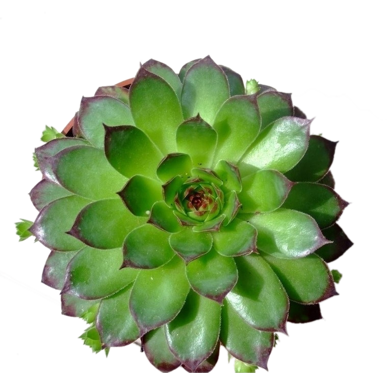 Sempervivum tectorum dicotyledon succulent. Cactus flower png