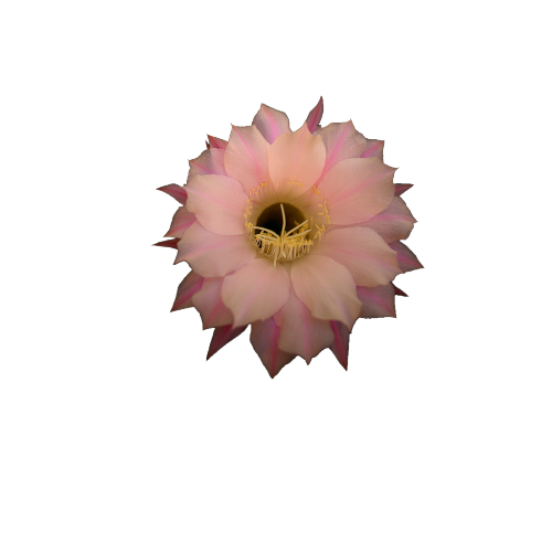 Cactus flower png. Transparenci pink one compelling