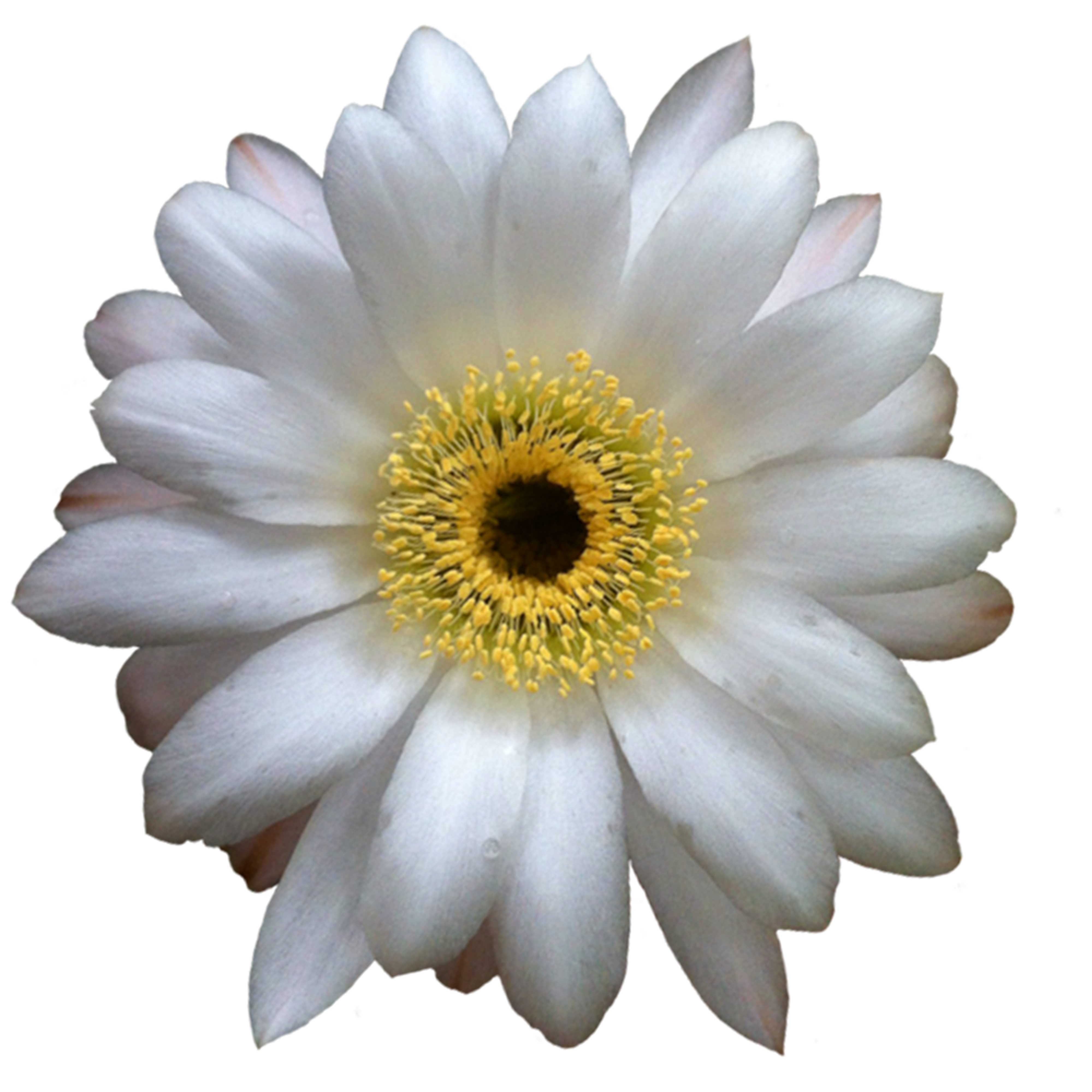 File extracted wikimedia commons. Cactus flower png