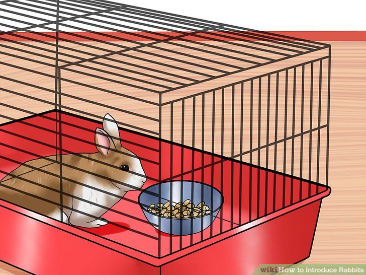 cage clipart rabbit cage