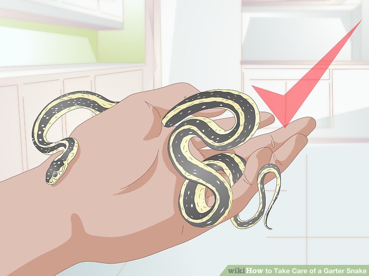 cage clipart snake