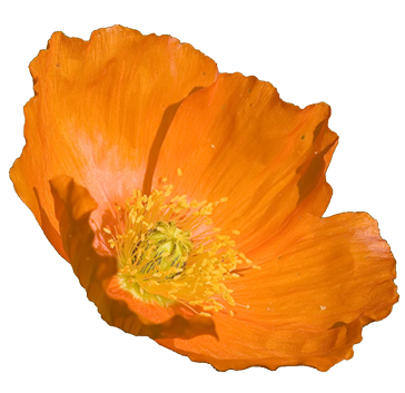 california clipart california poppy