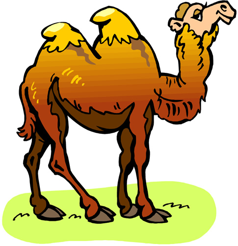 Camel adaption