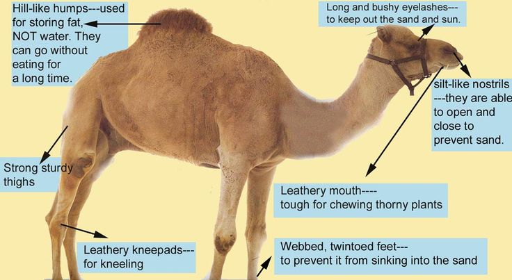 camel clipart adaption