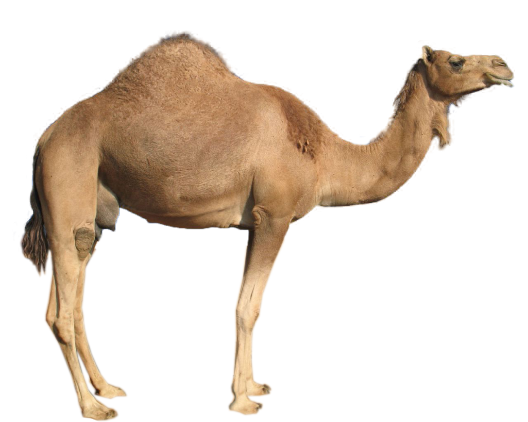 camel clipart adaption