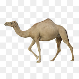 camel clipart baby camel