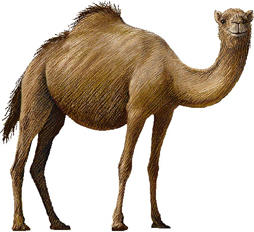 Camel brown