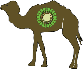 camel clipart camel uae