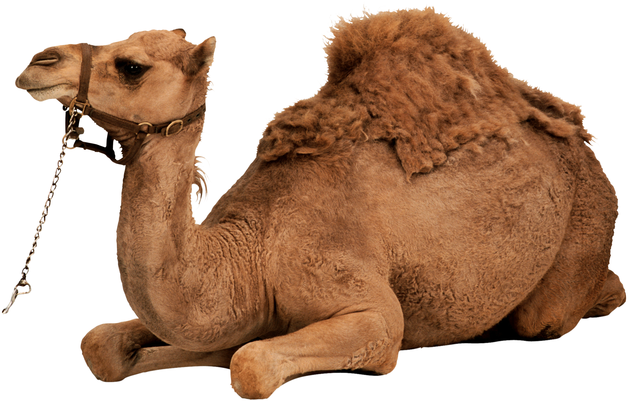 Png download free icons. Camel clipart camello