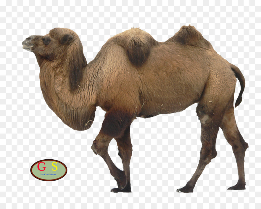 camel clipart camello