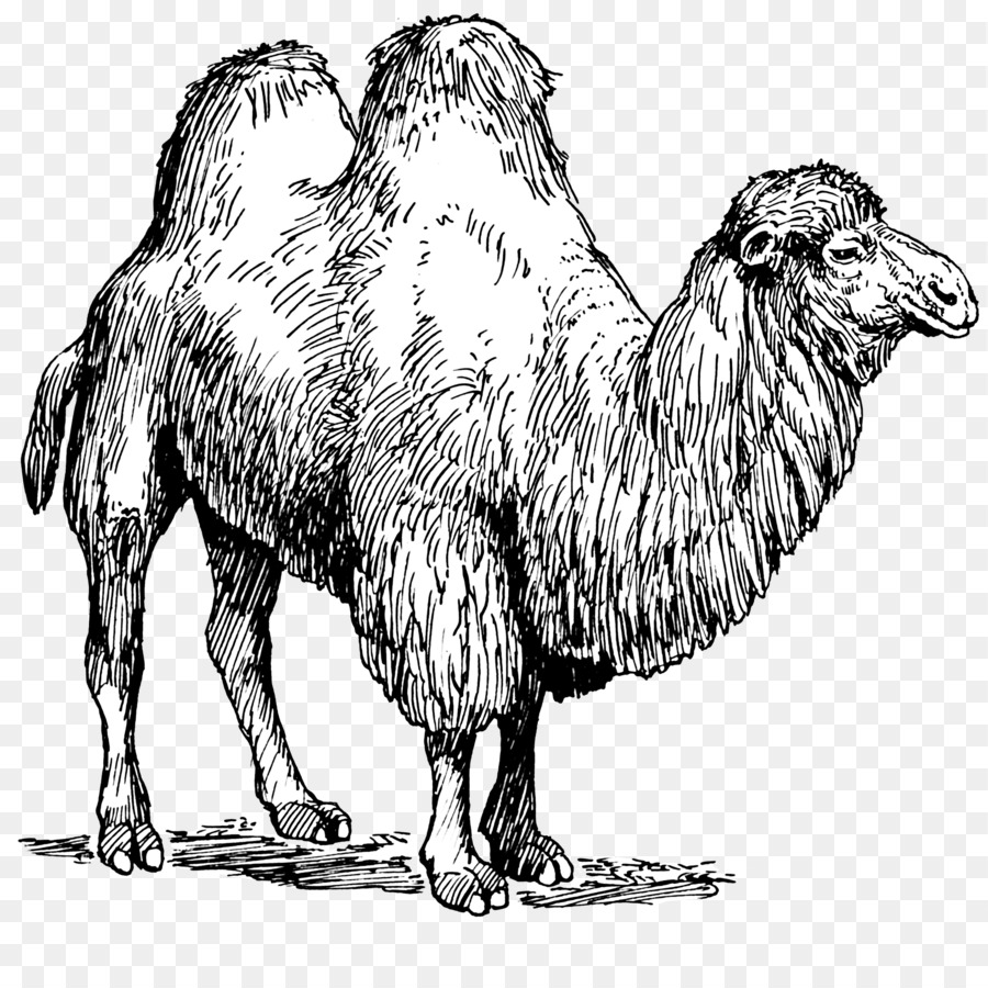 camel clipart camil