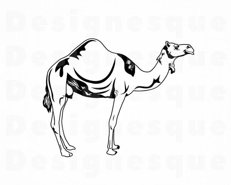 camel clipart cammel