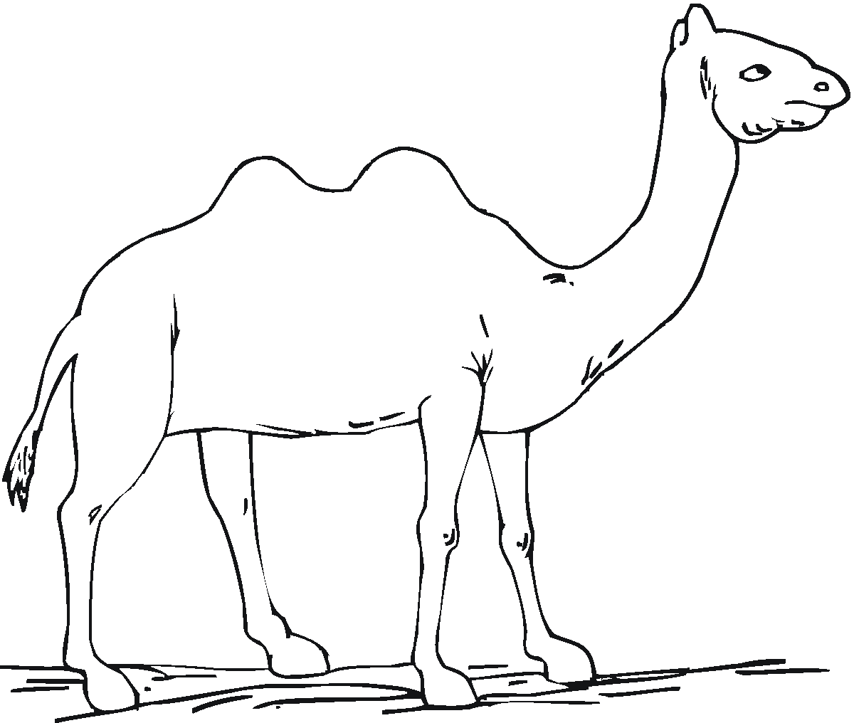 camel clipart colouring page