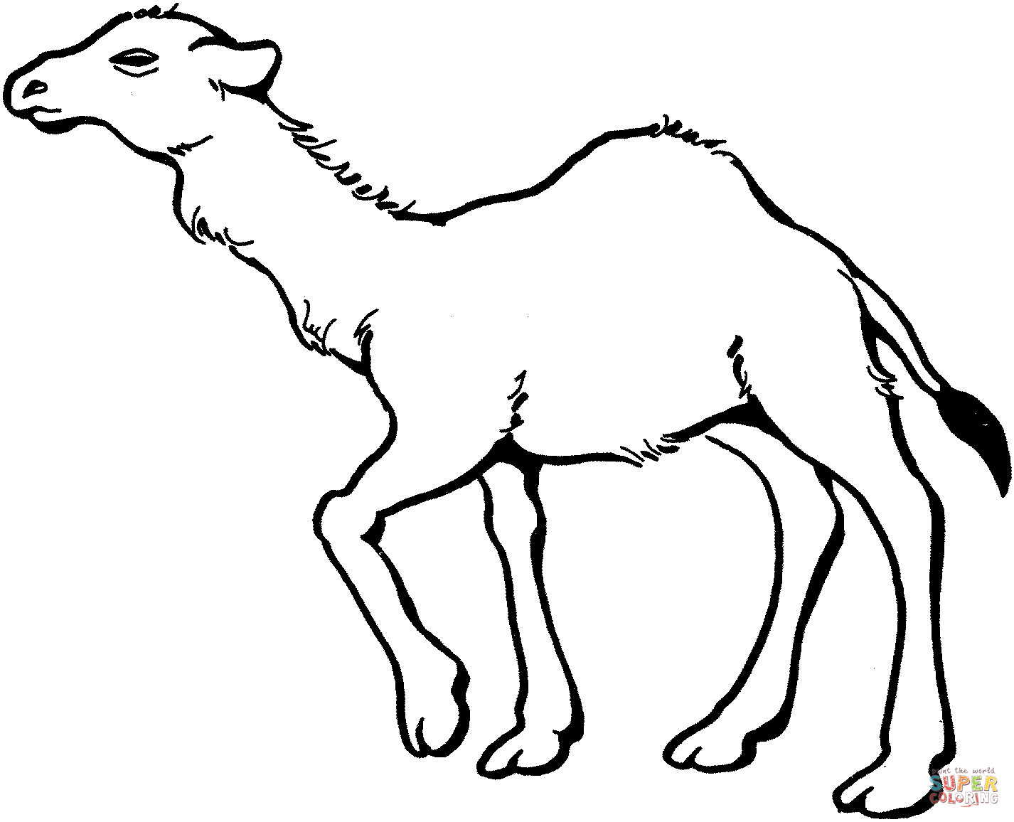 camel clipart colouring page