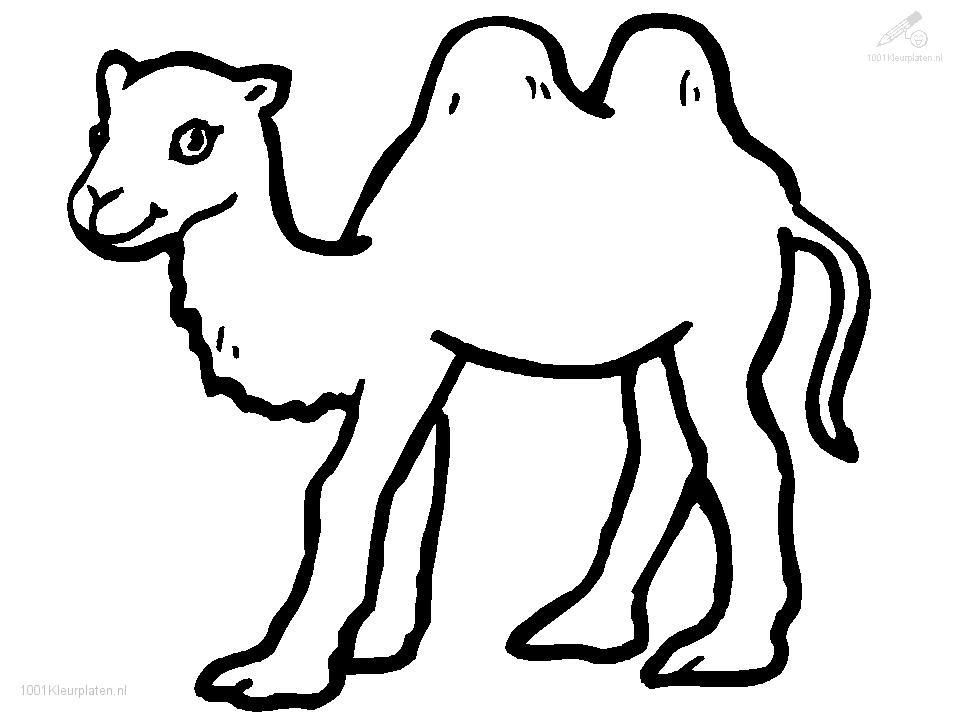 Pin on beauty . Camel clipart colouring page