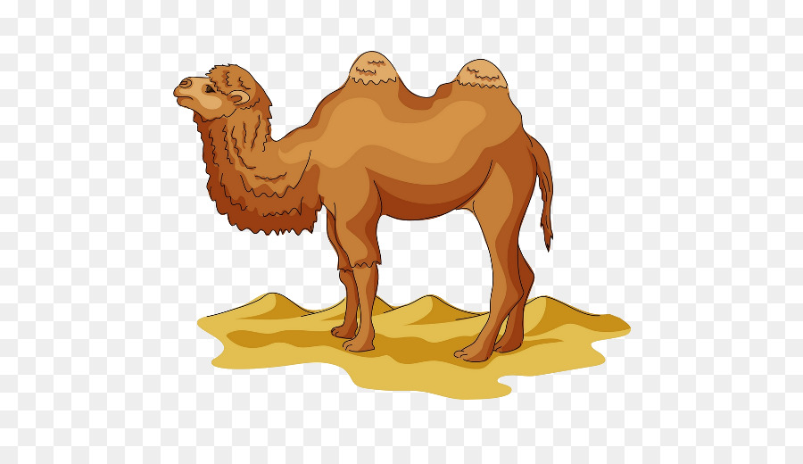 Camel clipart comic. Wild bactrian drawing cartoon