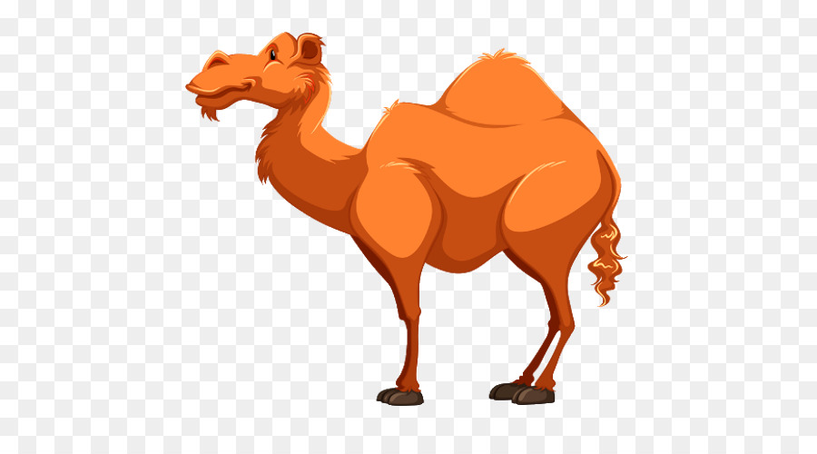 Camel comic