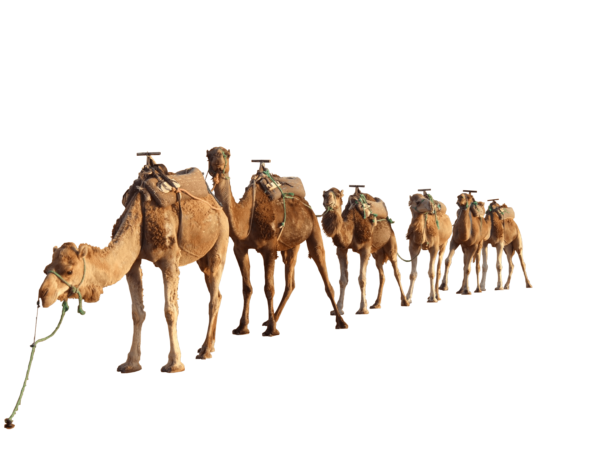 Camel group transparent png. Desert clipart desert caravan
