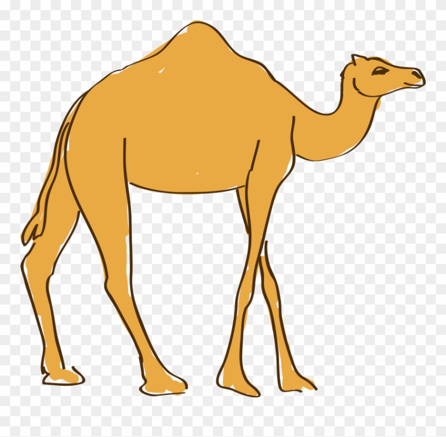 camel clipart drawing