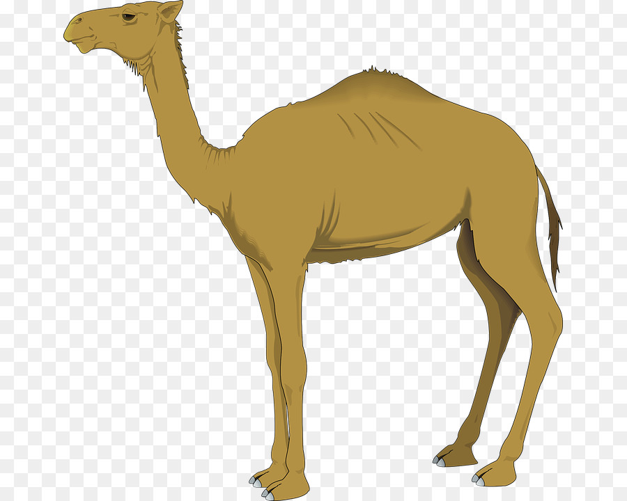camel clipart dromedary camel