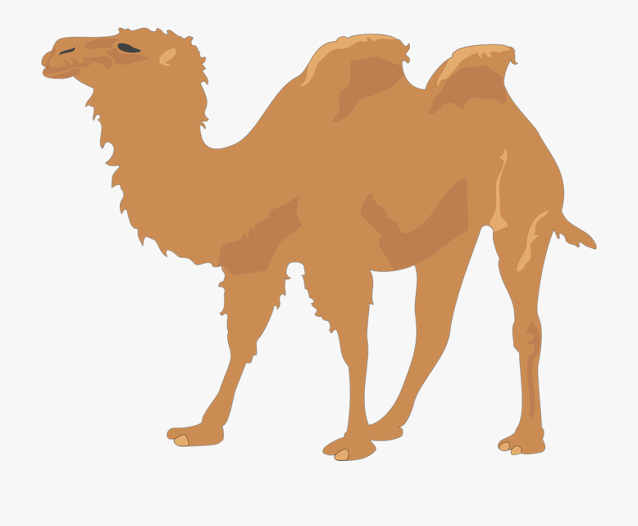 Two humps desert animal. Camel clipart hump