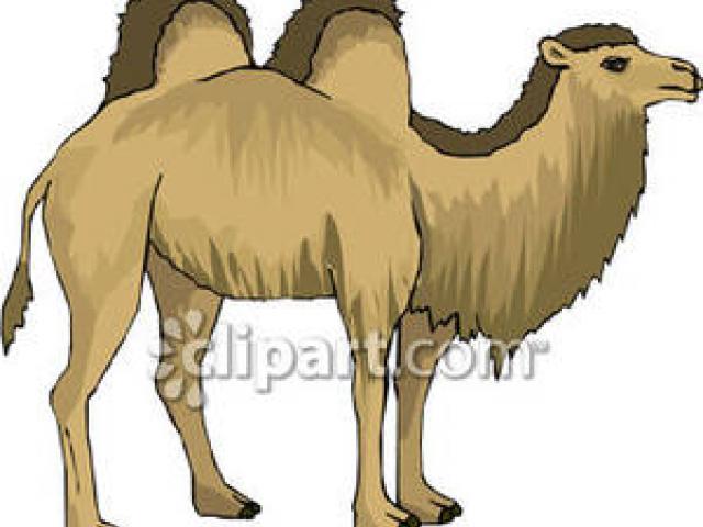 Camels free on dumielauxepices. Camel clipart hump