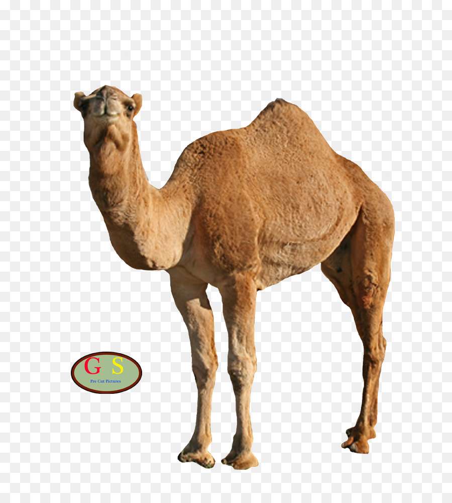 Camel clipart hump. Face at clip art