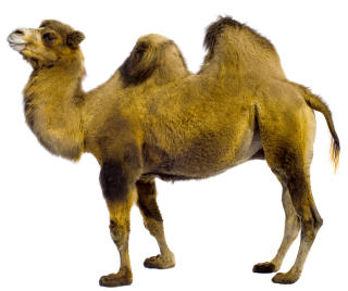 camel clipart journey