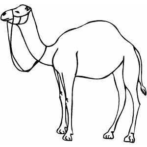 camel clipart outline