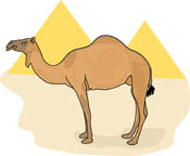 Search results for clip. Camel clipart pink