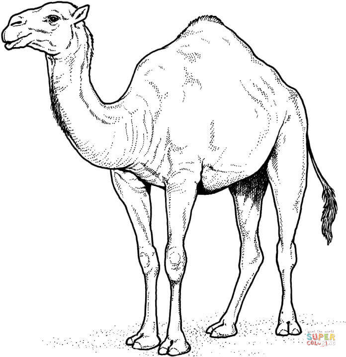 camel clipart printable