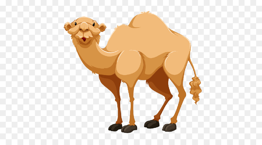 Camel clipart she. Bactrian png download free
