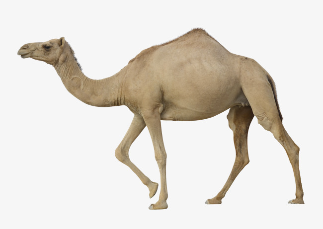 camel clipart simple