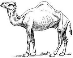 Pin on pictures . Camel clipart sketches