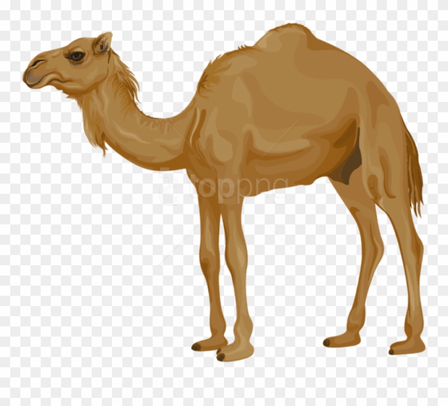 Free png download images. Camel clipart transparent background