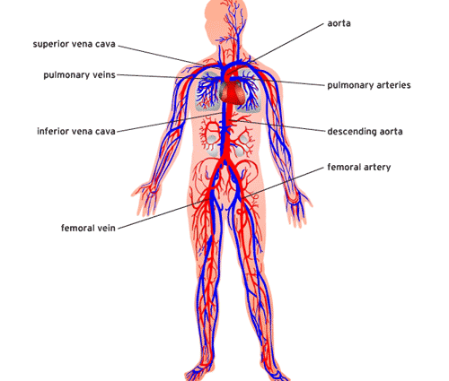 Cancer clipart circulatory system. Printable anatomy bing images