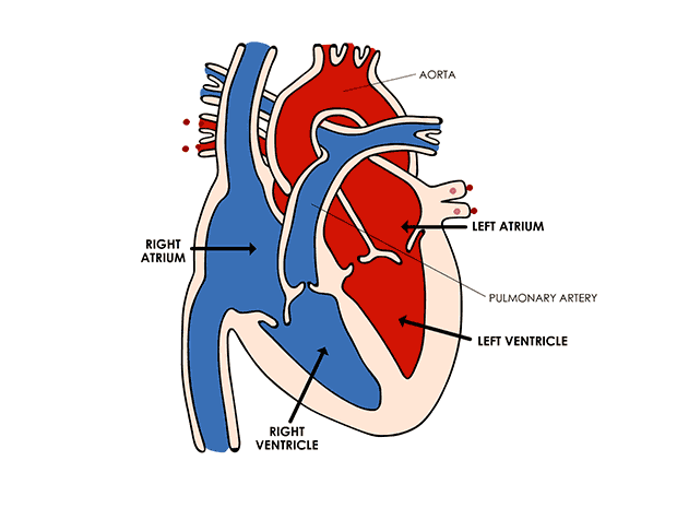 Cancer clipart circulatory system. Heart and connecticut children