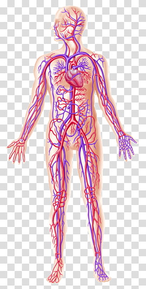 cancer clipart circulatory system