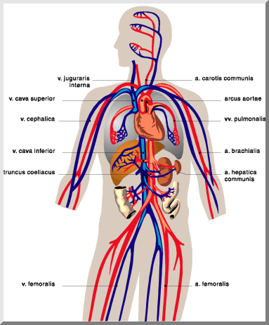 Cancer clipart circulatory system. Fhs bio wiki and