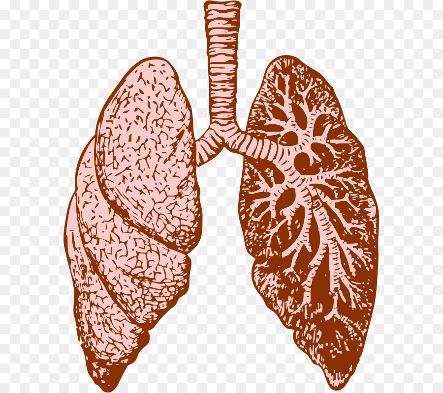 lungs clipart respiratory problem