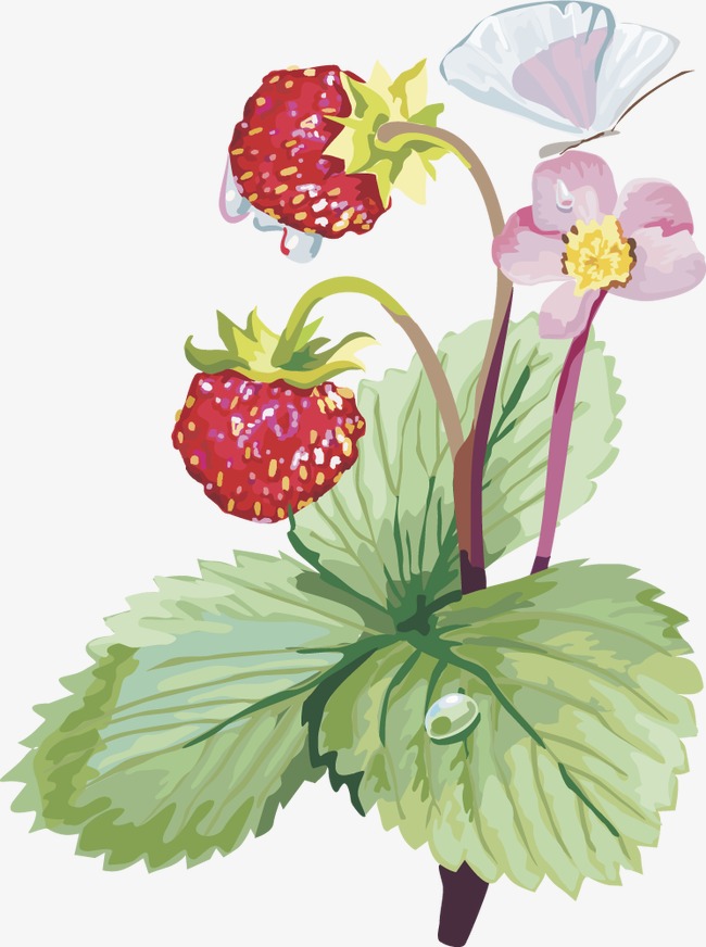 Vector strawberry fruit gooseberry. Cape clipart green