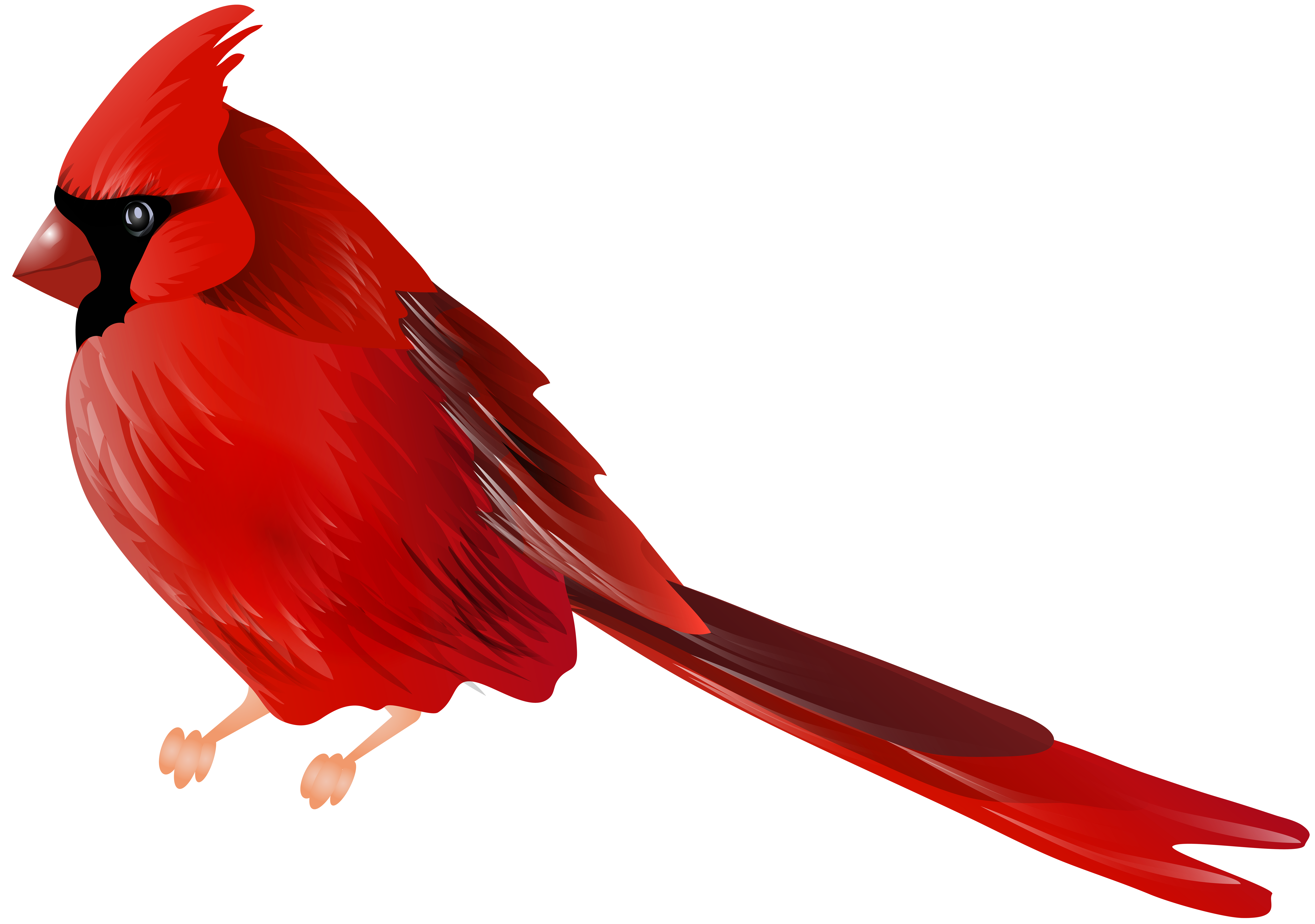 Cardinal clipart. Bird png clip art