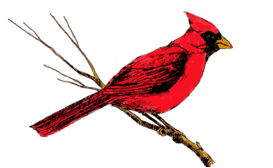 Animation bundle cardinals chirping. Cardinal clipart animated