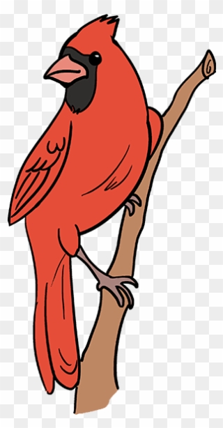 Cardinal clipart cartoon. How to draw bird