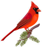  collection of high. Cardinal clipart illustration