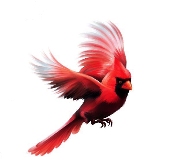 Cardinal Clipart In Flight Cardinal In Flight Transparent FREE For 