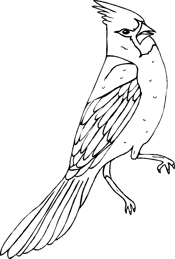 Cardinal clipart line drawing. At getdrawings com free